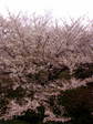 20090405093401.jpg